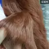 Novo flanela 12 tecido de pelúcia adereços de foto fundo de cadeira almofada Mao Mao fantasia de fera