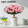 Mudas de Rododendro Plantas em Vasos com Botões Para Interior e Exterior Varanda Fácil de Cultivar Florais Perenes o Ano Todo Varanda Pátio