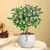 Planta en Maceta Daphne de Phnom Penh, Plántula de Semillero de Pila Vieja de Aroma Fuerte con Capullos, Planta de Flor para Balcón Resistente al Frío, Flor de Interior, Flor de Nochevieja
