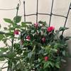 Estante para Plantar Abanico de Flores Zhixiao Soporte para Trepadora Rosa Trepadora Jazmín Molino de Viento Soporte para Trepadora Estante para Macetas Estante Cubierto de Plástico