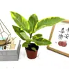 Ficus Dourado Tronco Velho Ficus Rico em Forma Planta Verde para Sala de Estar Folha de Flor Árvore de Borracha em Vaso Planta de Interior Nórdica Escritório