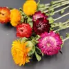 Flores Secas Naturais de Yunnan com Garrafa Flores Reais Margarida Pequena Girassol Girassol Buquê de pequenos ornamentos decorativos frescos secos ao ar