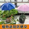 Mini Sombrilla para Plantas de Balcón para Bonsái, Flores Suculentas, Protección Solar, Aislamiento Térmico, Sombrilla para Maceta de Jardín