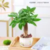 Planta em Vaso Árvore da Fortuna de Três Hastes, Planta de Interior Fácil de Cuidar para Sala de Estar, Pequeno Bonsai, Sempre Verde para Todas as Estações, Flor de Vaso de Interior para Escritório
