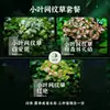 "Ciudad Vacía" Micro-Paisaje Planta Musgo Planta de Paisajismo Tanque de Selva Acuario Decoración de Planta Verde de Escritorio DIY