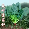 Fabricante de Sementes Atacado Sementes de Vegetais de Quatro Estações Rabanete Feijão e Outras Sementes Mais de 200 Sementes da Cadeia de Suprimentos