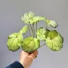 Plantas Verdes Artificiales, Hojas de Manzano, Hojas de Taro, Decoración de Micro Paisajismo, Hojas Pegables para Muros de Plantas, Decoración de Hojas de Hierba Acuática para Paisajismo