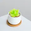 Combinación de Plantas Suculentas Pequeñas en Maceta para Interiores Suculentas Fáciles de Cuidar Plantas Verdes de Escritorio Flores con Maceta Paquete para Principiantes