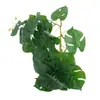 Colgante de Pared de Hoja de Monstera Artificial, Planta de Enredadera Falsa, Adorno de Decoración para el Hogar, Hojas de Hiedra Verde Artificiales Colgantes Mini, Venta al por Mayor