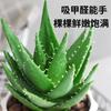 Envío directo Aloe Vera en maceta Interior Dormitorio Purificador de aire Resistente a la sequía Florales y Plantas Verdes Escritorio de oficina Buen almacenamiento