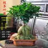 Mudas de Bonsai de Tronco de Árvore Perene de Quatro Estações Plantas de Interior Ginseng Banyan Ficus de Folha Pequena Árvore em Vaso Novo Trigo Artificial Resistente ao Frio Taibo