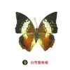 Especímenes Tridimensionales de Mariposas e Insectos Reales para la Educación Científica Infantil en Jardines de Infancia, con Alas Extendidas, Diseño de Estilo Fotográfico 1