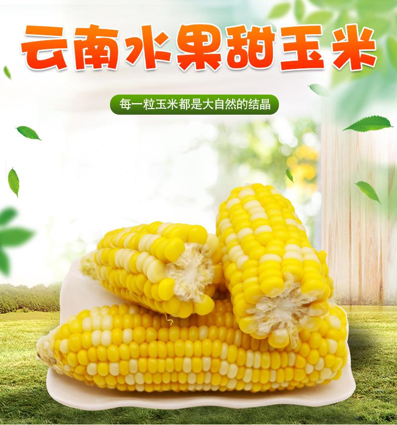 水果-玉米_01.jpg