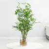 Arroz plántulas en maceta de bambú plantas hidropónicas interior pequeño bambú Fénix plantas verdes de escritorio micro bonsái plántulas de bambú bambú ornamental