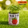 Caixa Surpresa de Planta em Vaso para Jardim de Infância Sementes de Flores de Plantas Infantis Decorações de Plantas Verdes para Desktop Pequenos Presentes Criativos Venda por Atacado