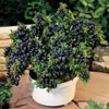 Mudas de Mirtilo F6 Esmeralda, Frutificação Dupla Temporada, Adequadas para Plantio em Regiões do Norte e do Sul, Mudas de Árvore Frutífera em Vasos Originais e Terra, Enviadas com Flores