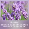 Aceite Esencial Puro de Planta de Lavanda Transfronterizo de 100 ml, Aceite Esencial de Eucalipto Azul para Aromaterapia y Sueño, Muestra de Extracto de Planta