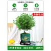 Plantas Verdes En Maceta de Madera de Pimienta Fragante, Repelente de Mosquitos, Plantas de Flor, Plántulas de Interior y Exterior, Bonsái de Pila Vieja Jiuli Xiang