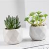 Bonsái de Planta Verde Nórdica Flor Falsa Decoración de Interior Decoración de Escritorio Biónica Suculenta Pequeña Planta en Maceta