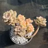 Corazón de Azúcar Morado Delicia Planta Vieja en Maceta con Múltiples Cabezas, Planta Suculenta, Flor Pequeña en Maceta, Planta Verde para Interior Balcón o Escritorio