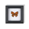 Marco de Fotos de Espécimen de Mariposa Pintura Decorativa de Madera Adorno Retro Europeo Soporte de Exhibición Muebles DIY Regalo de Cumpleaños Regalo