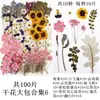 Flores Secas, Kit de Materiais para Prensagem de Flores Reais, Espécimes de Folhas Transfronteiriços, Espécimes de Plantas de Flores Prensadas DIY, Pétalas de Flores Secas para Resina para Artesanato