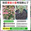 Venta al por mayor Tianhe Semilleros de Flores Rosa Estrellada Arbustos Miniatura Fáciles de Cuidar Plantas en Maceta Multicabezales Flores Grandes Fragantes Tianhe