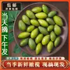 2025 Aceitunas Frescas de Temporada Especialidad de Fujian Aceitunas Verdes para Comer Crudas o en Sopas Aceitunas de Sándalo Fruta Envío Gratis 500g