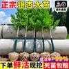 Envío directo de plantones de ginkgo con hojas verde doradas tempranas, adecuados para plantar en patios y villas, se pueden cultivar tanto en el norte como en el sur, grandes árboles ornamentales paisajísticos en macetas