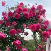Plántulas de Rosas, Enredaderas Trepadoras, Plántulas Pequeñas, Frutales, Rosas de Balcón Florecientes, Plantas de Interior en Maceta, Fáciles de Cuidar en Todas las Estaciones, Flores, Rosas, Plantas Verdes