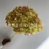 Flor Preservada Haste Única Hortênsia Anna Anna Folha Pequena Bella 40 Cores Personalizado Atacado Presente Dia dos Professores