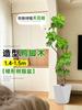 Planta Verde Grande para Sala de Estar con Forma de Pata de Pato, Planta en Maceta de Interior de Fácil Mantenimiento, Planta Verde Perenne de Pie para Oficina para Todas las Estaciones