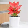 Bonsái de Flor Roja de Cuatro Estaciones, Planta en Maceta Roja Propicia, Planta Verde de Interior, Flor en Maceta de Escritorio, Plántula Hidropónica de Hoja Grande
