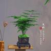 La mejor opción es Shede Bonsái, Bonsái de escritorio interior con clase, fácil de mantener y vivir, pequeñas plantas verdes y florales en la oficina