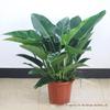 Base Atacado Plantas de Flores Plantas de Flores Internas Plantas Verdes Sala de Estar Grande o Ano Todo Mudas de Flores Bonsai Folha Grande Diamante Dourado Plantas em Vaso