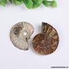 Al por mayor Concha Fósil Caracol Rebanado Caracol Adornos Mineral Estándar Piedra Fósil de Caracol Adornos Manualidades Caracol