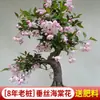 Wanfang Coroa da Longevidade Flor Begônia em Vaso Resistente ao Frio Seda de Jade Colorida Muda de Jardim Velho Tronco Flor de Bonsai Planta Anã