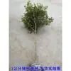 Serviço de Dropshipping de Peça Única para Mudas de Buxinho de Haste Única, Grandes Bonsais para Jardins de Vilas, Resistentes ao Frio, Perenes, Adequados para Todas as Estações, Folhagem de Folhas Pequenas