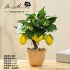 Bonsai de Frutas Artificiais de Alta Qualidade, Decoração Criativa Artificial para Casa, Ornamentos da Moda, Fornecimento Direto de Fabricantes de Flores, Dropshipping de Peça Única