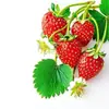 Pegatinas Impermeables para Cocina con Atractivo Diseño de Fresas, Pegatinas para Refrigerador, Pegatinas para Vidrio de Gabinetes de Restaurante