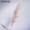 [Caña Pop Larga] ins Caña Pop Rosa Flor Seca Rosa Caña Grande Decoración de Boda Tienda