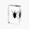 Resina de Venta Caliente Transfronteriza Muestras de Insectos Reales Araña Escorpión Saltamontes Regalo de Recompensa para Estudiantes de Primaria Regalo Artesanal