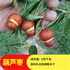 Dropshipping Mudas de Jujuba Vivas Mudas de Abóbora de Jujuba de Inverno Zhanhua Mudas de Árvores Frutíferas Plantadas no Pátio Sul e Norte