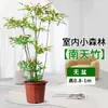 Bambú Nandina Árbol Real en Maceta Sala de Estar Planta Verde Grande Forma Pila Vieja Oficina Fácil de Cultivar Plantas de Follaje para Absorber Formaldehído