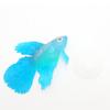 Decoração Luminosa de Silicone para Aquário Decoração de Paisagem de Aquário Anêmona Luminosa Simulada Decoração Fluorescente para Aquário