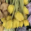 Tulipa