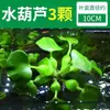 Paisagismo para Aquário de Tartaruga, Plantas Verdes para Aquário de Tartaruga, Plantas Aquáticas, Lentilha D'água em Cultivo Aquático, Especial para Remover Amarelamento, Desodorizar e Purificar a Água para Criação de Tartarugas