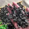 Hongo negro especial del noreste, hongo de la montaña Changbai, hongo seco pequeño en forma de cuenco, producto agrícola nuevo para ensalada fría, sin aditivos, venta al por mayor