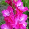 Bulbos de Gladiolo y Flor de Acanthopanax, plántulas de flores en maceta, perenne, resistente al frío, fáciles de cultivar y mantener durante todo el año, bulbos florales con capullos