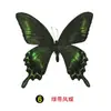 Especímenes Tridimensionales de Mariposas e Insectos Reales para la Educación Científica Infantil en Jardines de Infancia, con Alas Extendidas, Diseño de Estilo Fotográfico 1